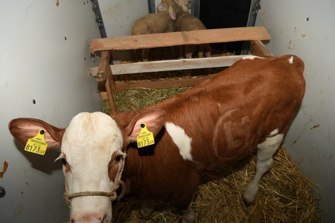 Festlabschluss am 1.September 2017