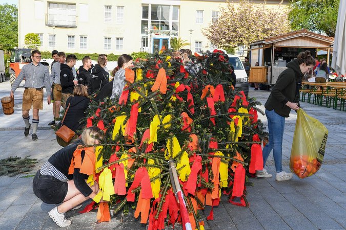Maibaum 2024